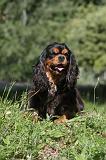 CAVALIER KING CHARLES 005